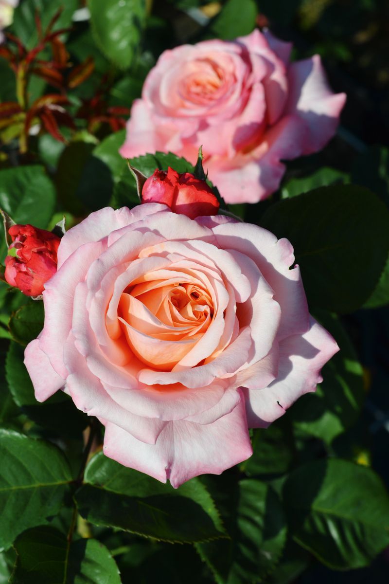 Never ending story® Englische- und Romantische Rose