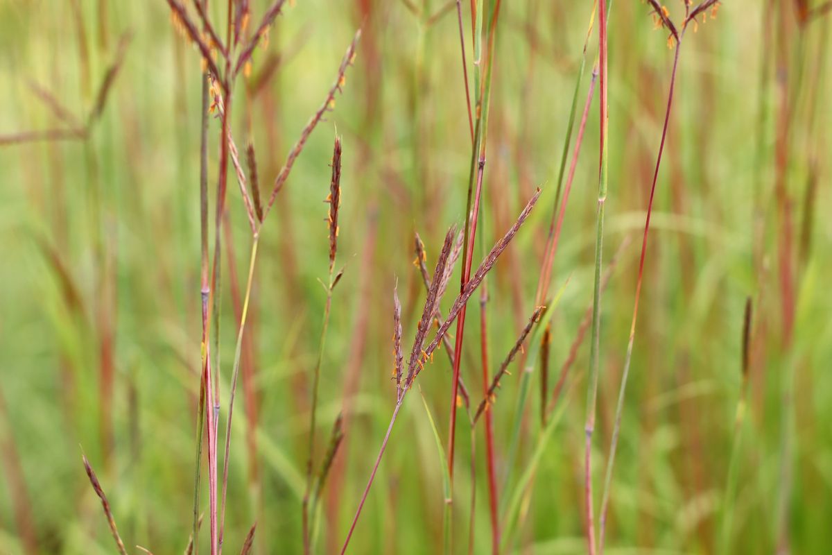 Präriebartgras JS Purple Konza