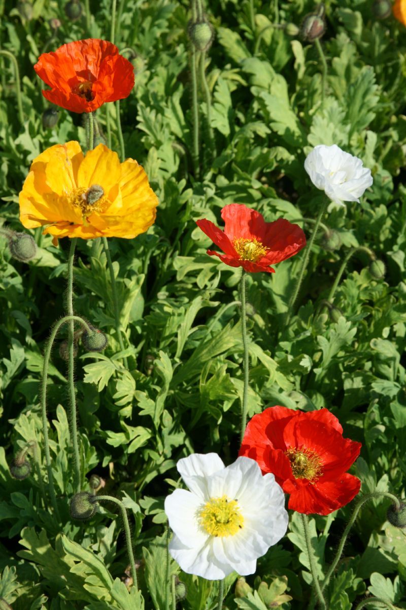Islandmohn