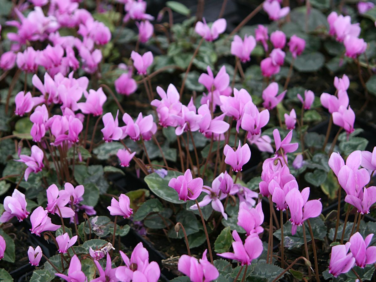 Alpenveilchen Alpenveilchen