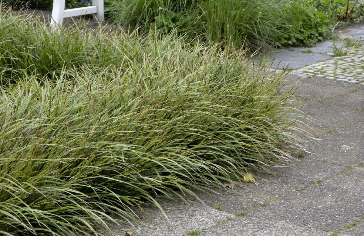 Gelbbunte Japansegge Variegata