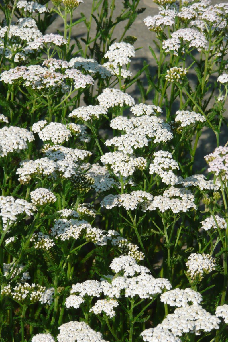 Heimische Schafgarbe