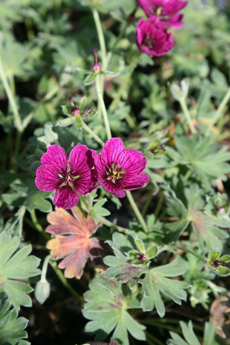 Storchschnabel Jolly Jewel Purple