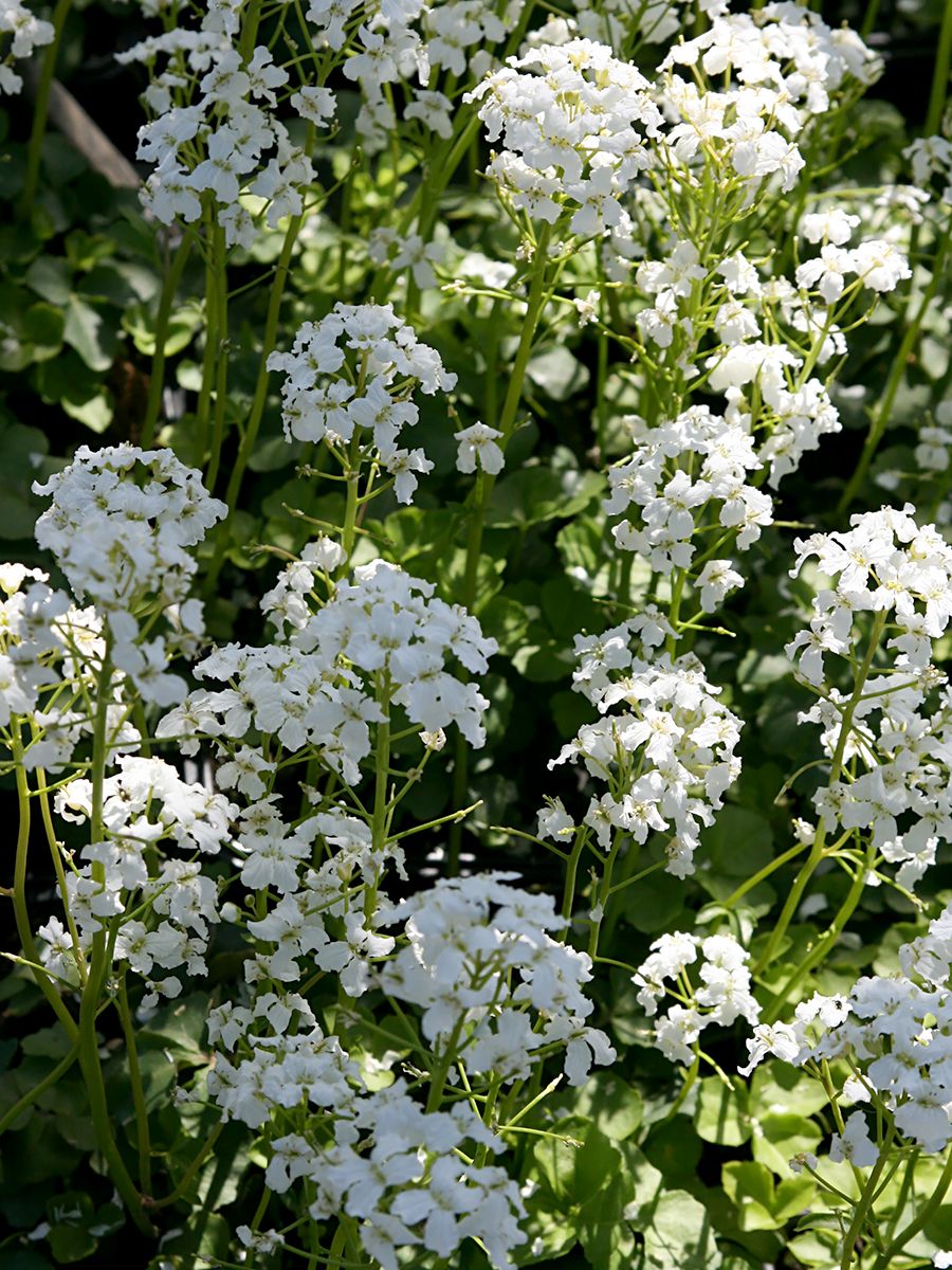 Kleeblättriges Schaumkraut