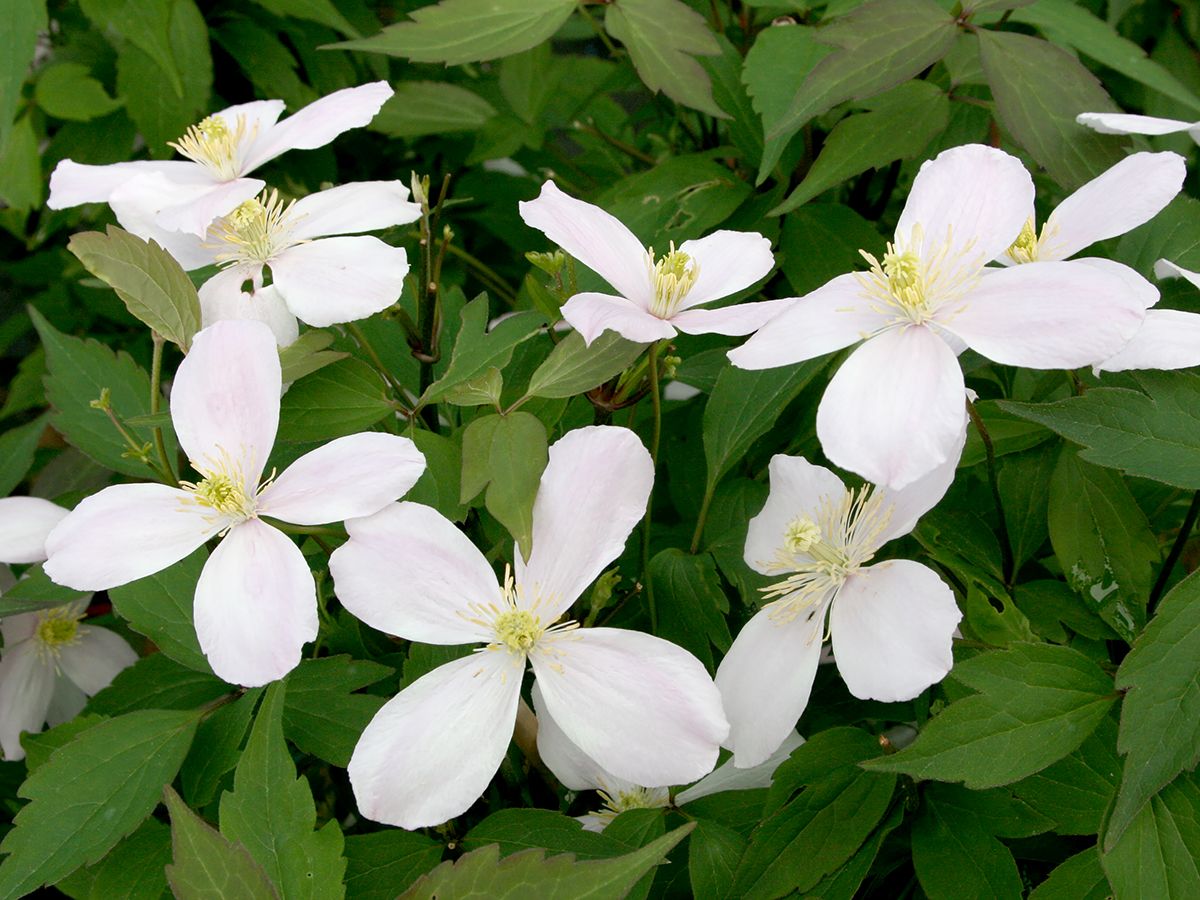 Bergwaldrebe Tetrarose