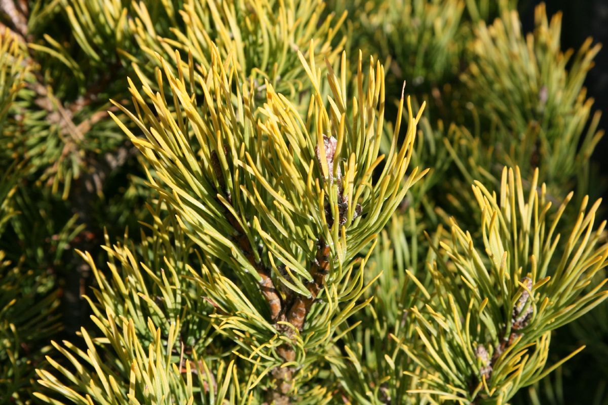 Goldlegföhre Winter Gold Goldlegföhre Winter Gold