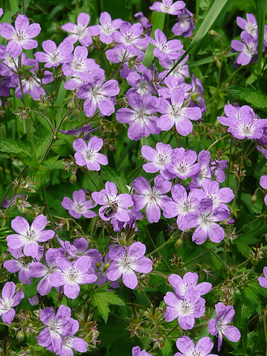 Waldstorchschnabel Waldstorchschnabel