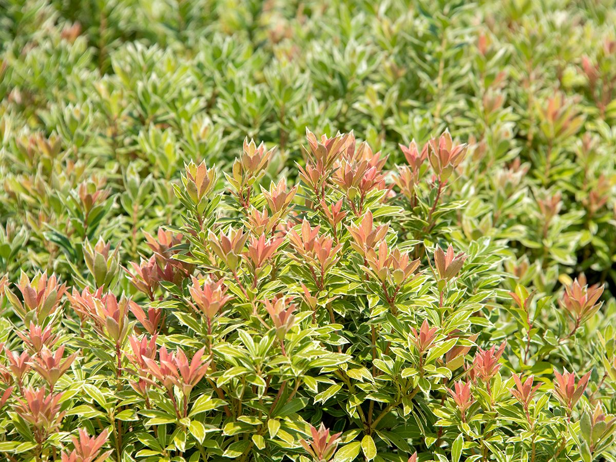 Lavendelheide Little Heath