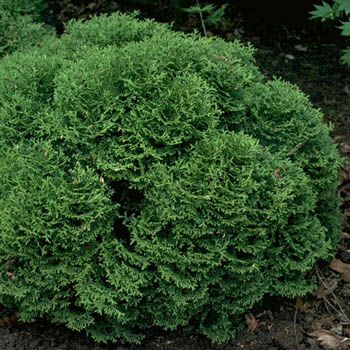 Lebensbaum, Thuja Tiny Tim
