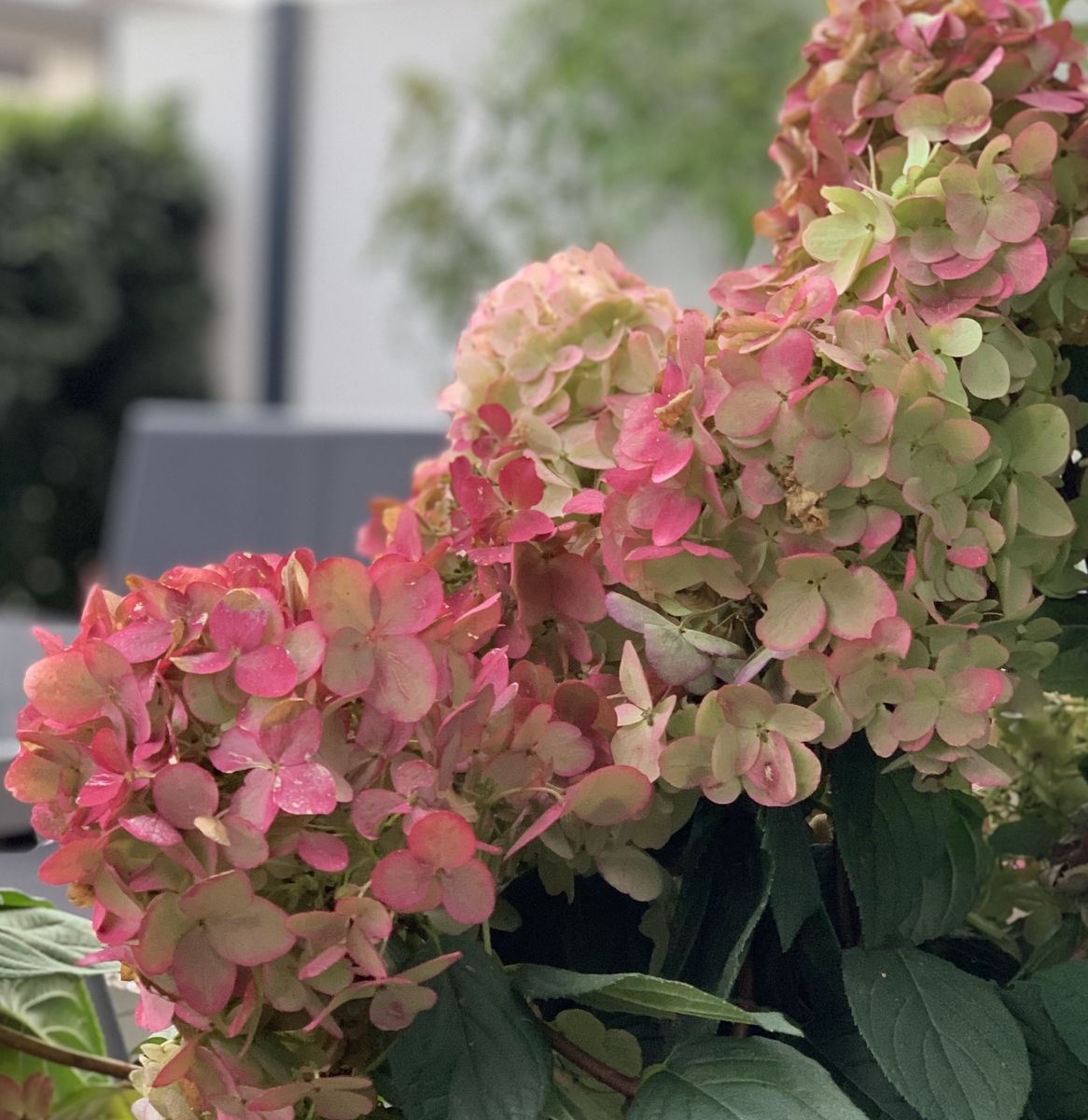 Rispenhortensie Fire Light®