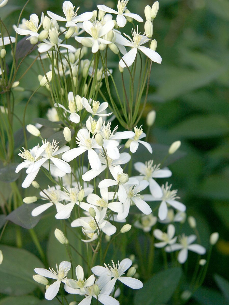 Aufrechte Waldrebe Purpurea Aufrechte Waldrebe Purpurea