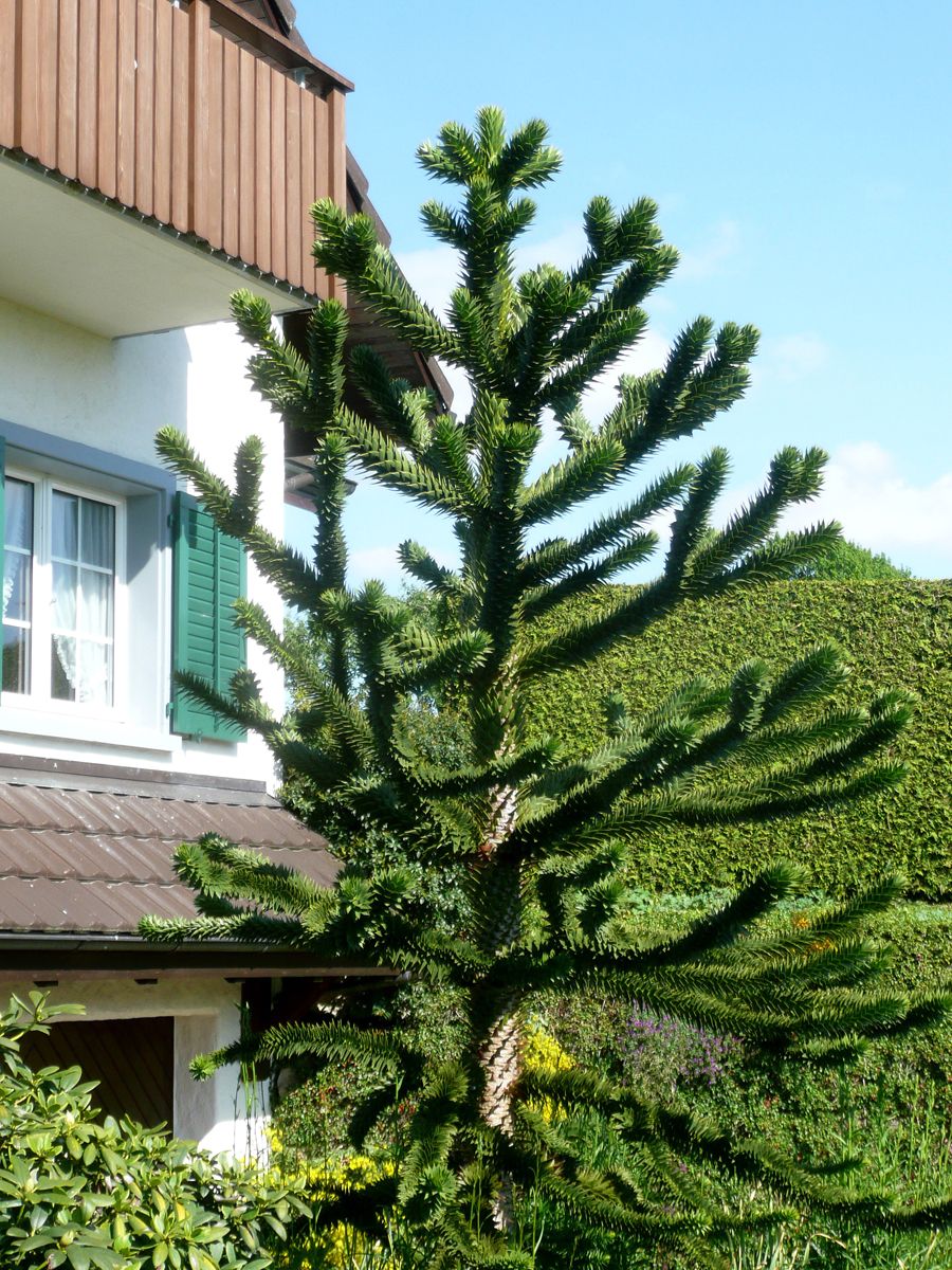 Araukarie Araukarie