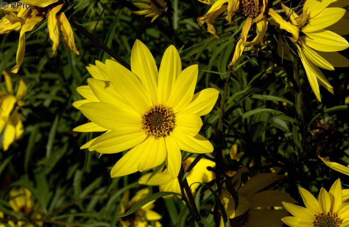 Weidenblättrige Sonnenblume
