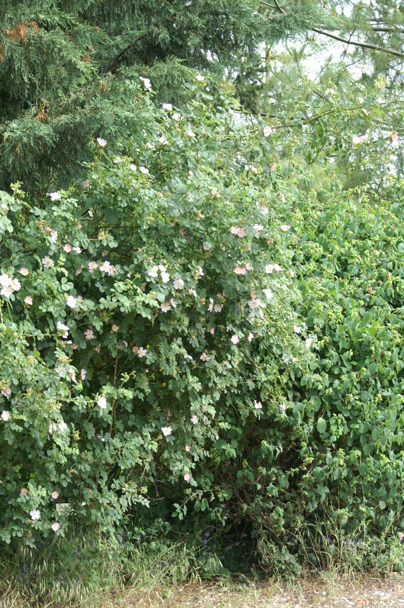 Weinrose Weinrose