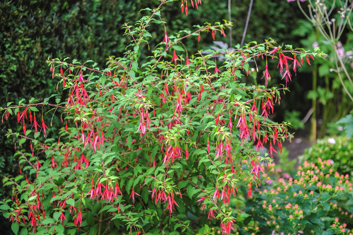 Freiland-Fuchsie Gracilis Freiland-Fuchsie Gracilis