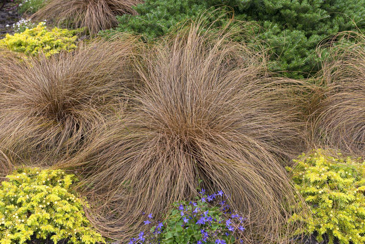 Neuseeland–Segge Bronze Form