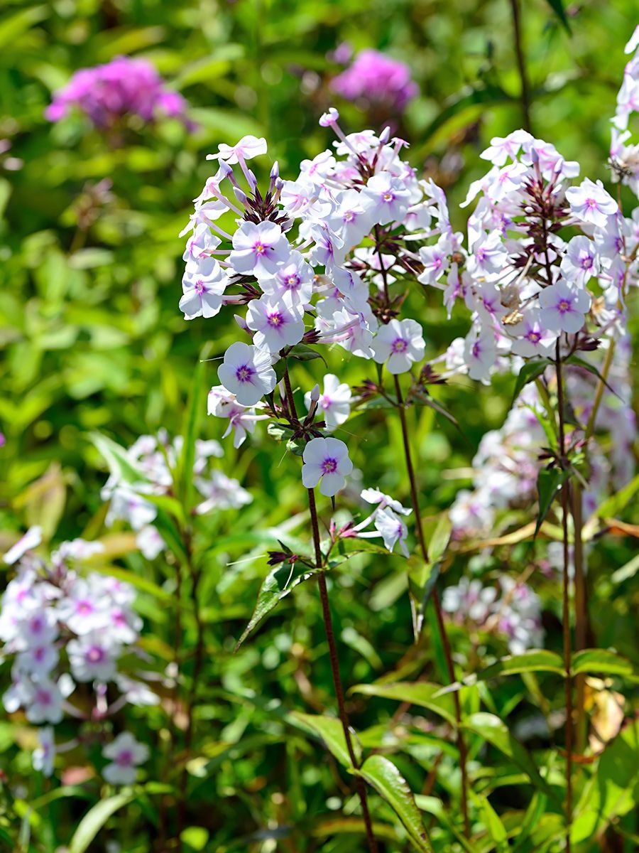 Flammenblume Delta