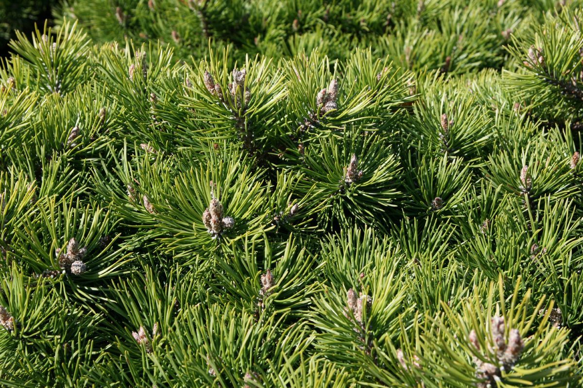 Kissenföhre Grüne Welle Kissenföhre Grüne Welle