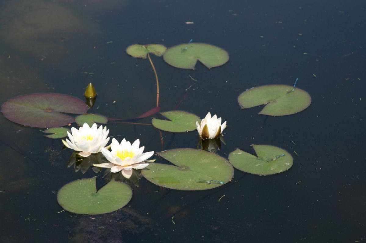 Seerose Marliacea Albida
