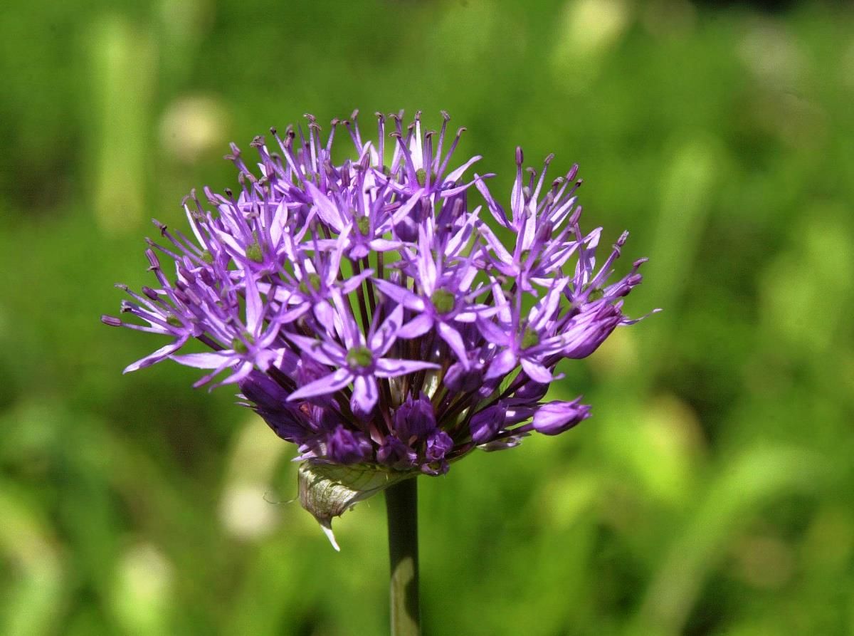 Granatkugellauch