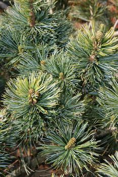 Blaue Kriechföhre Glauca