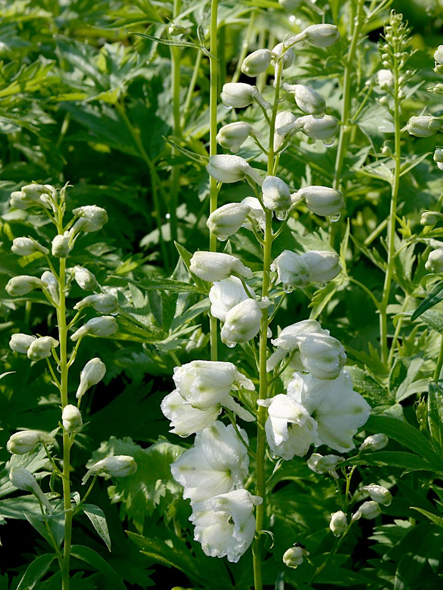 Rittersporn Galahad Rittersporn Galahad