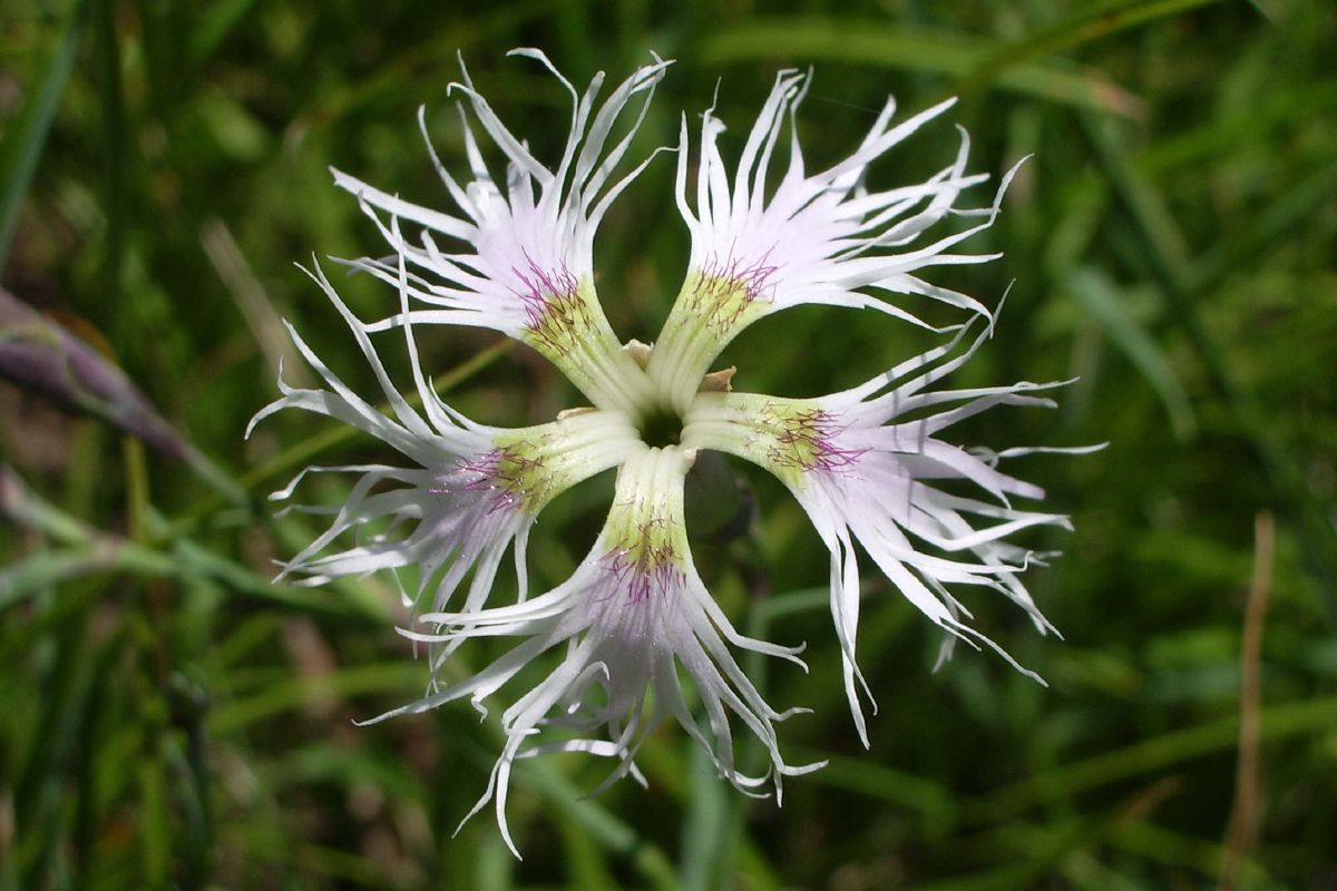 Prachtnelke