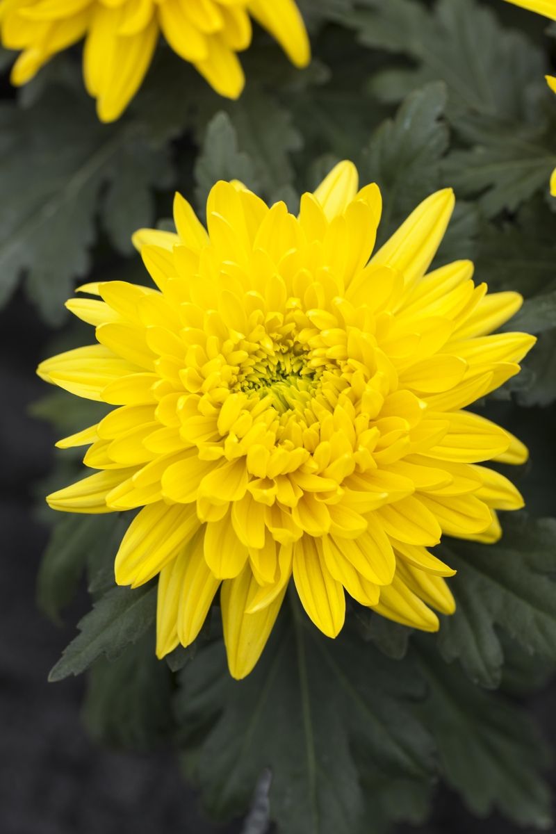 Herbstchrysantheme Bienchen