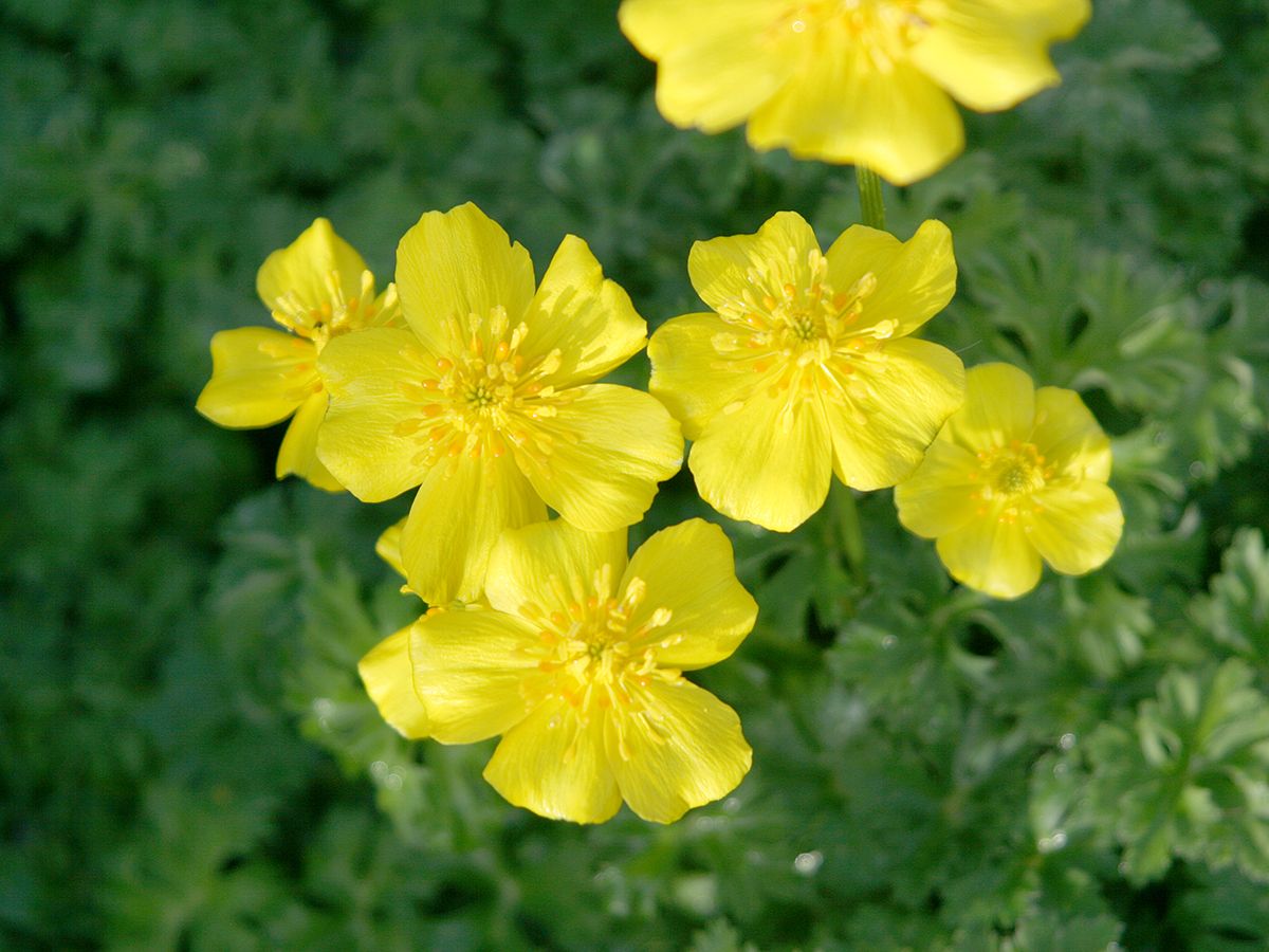 Trollblume