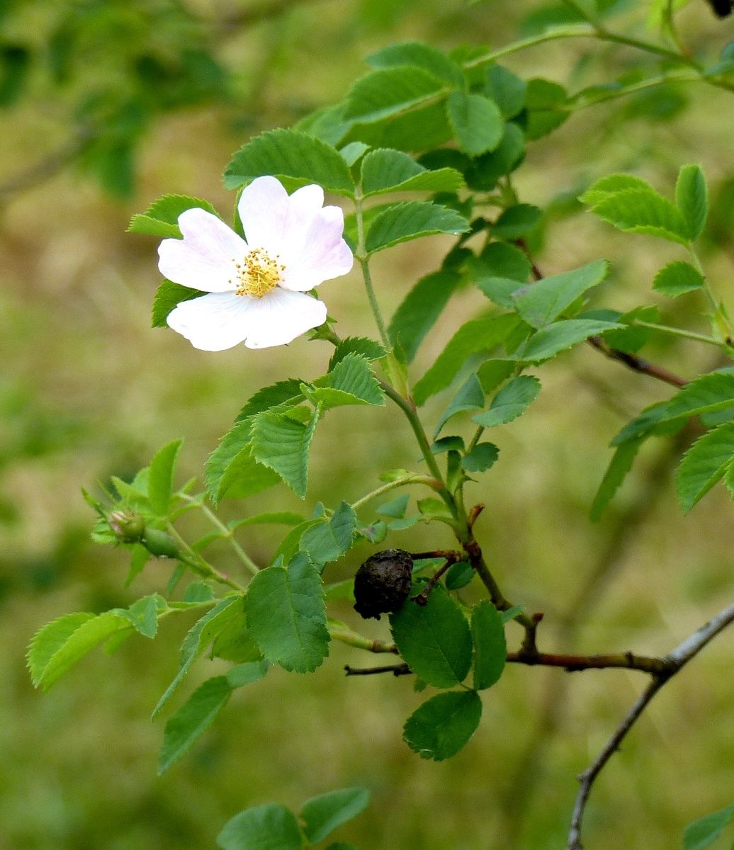 Kleinblütige Rose