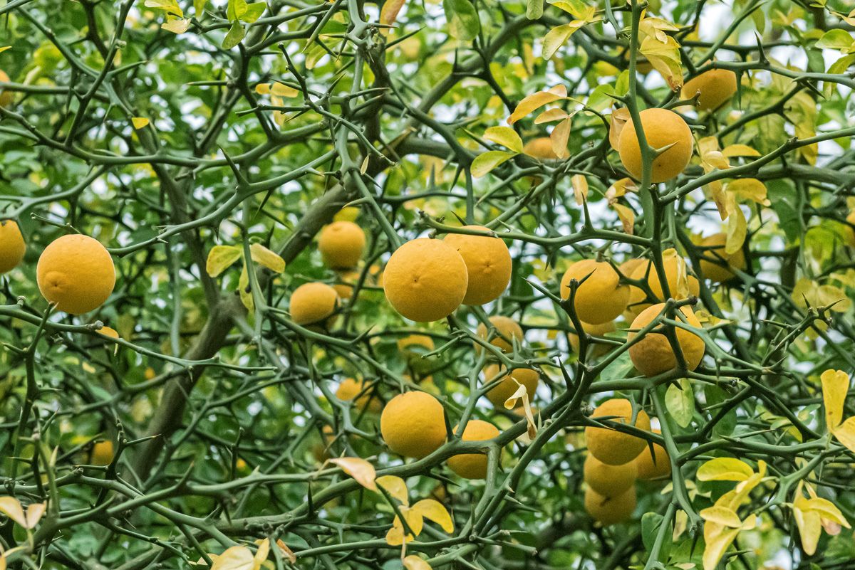 Bitterorange Bitterorange