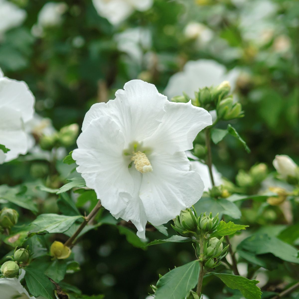 Hibiskus William R. Smith