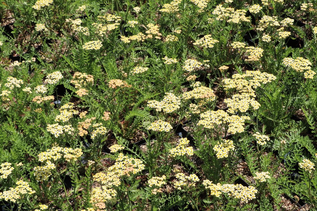 Schafgarbe Hannelore Pahl