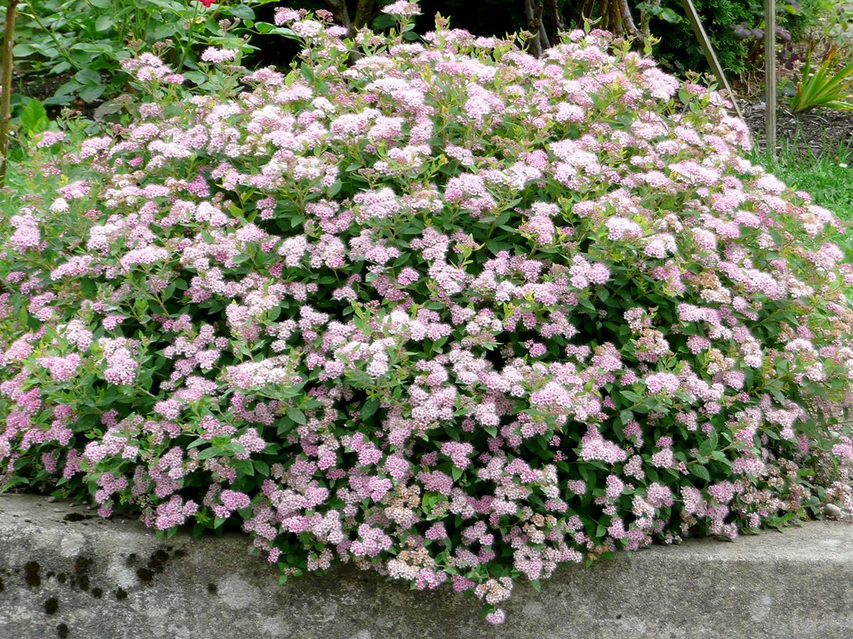 Rosa Sommerspiere Little Princess