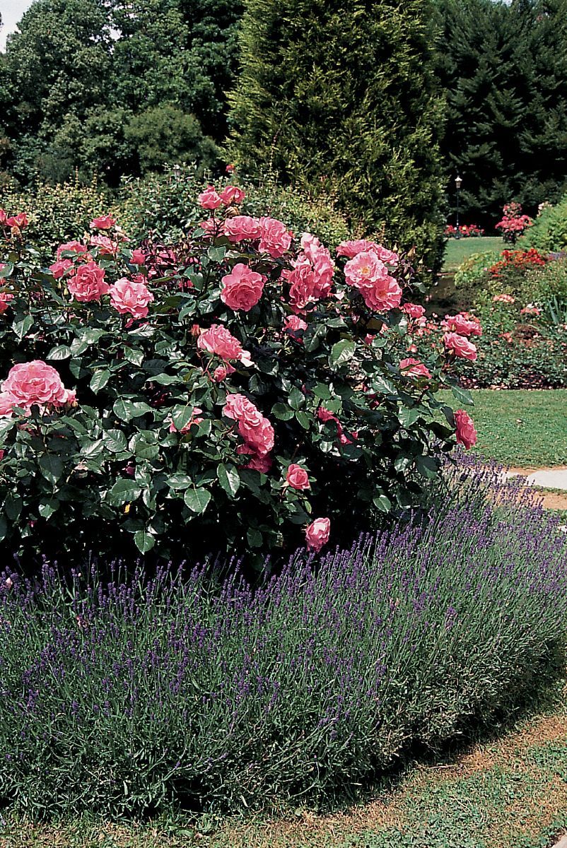 Romanze® Strauchrose (öfter blühend) Romanze® Strauchrose (öfter blühend)