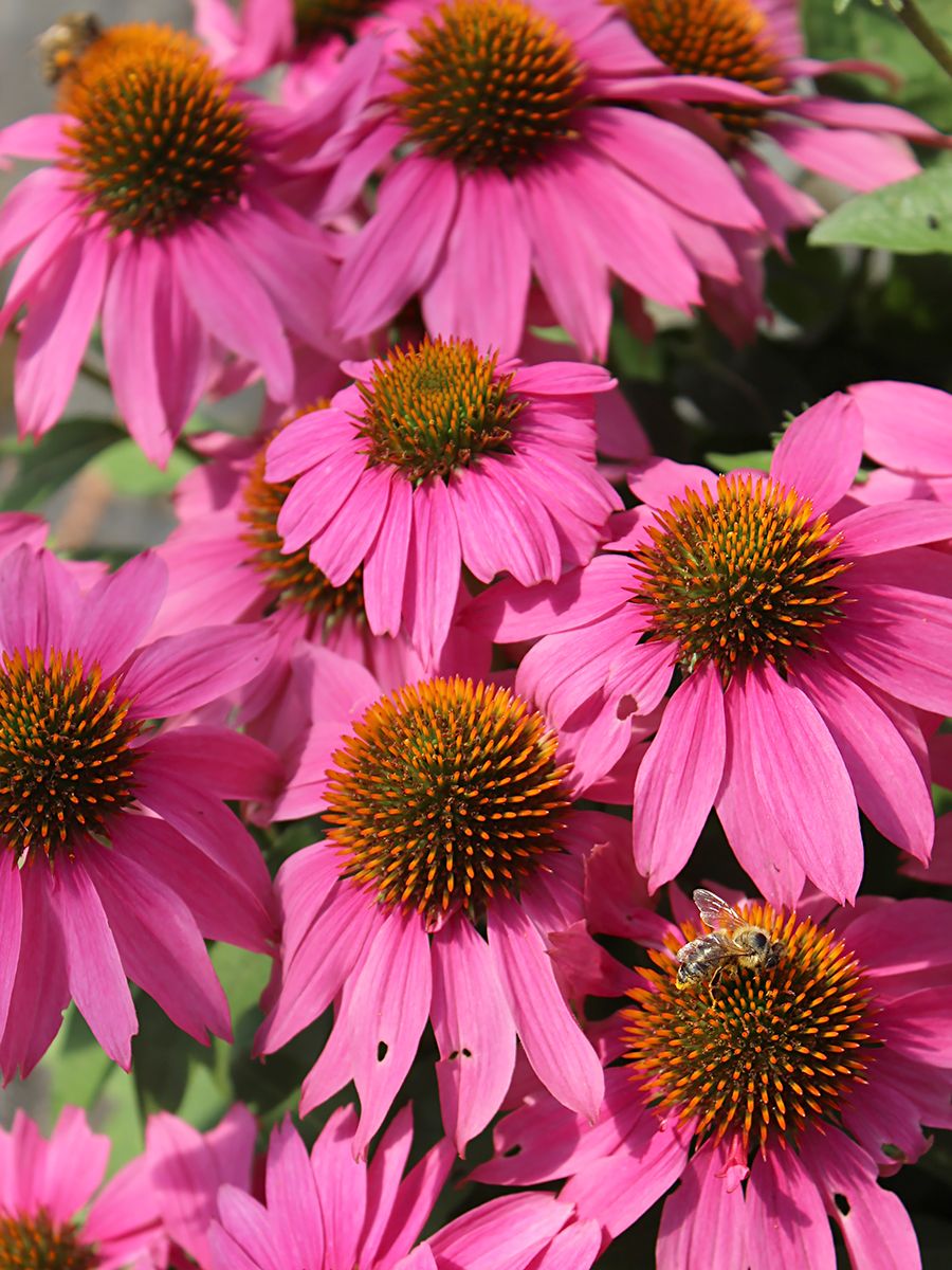 Sonnenhut PowWow Wild Berry