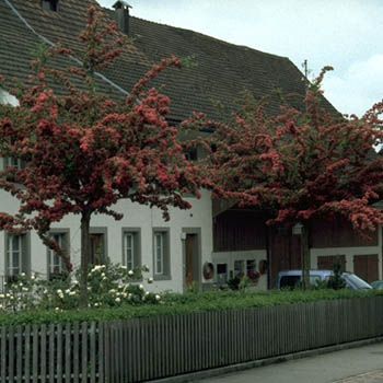 Echter Rotdorn  Paul’s Scarlet