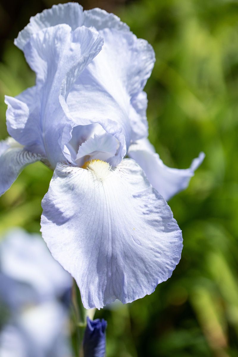 Zwergbartiris, Zwergschwertlilie Blue Denim