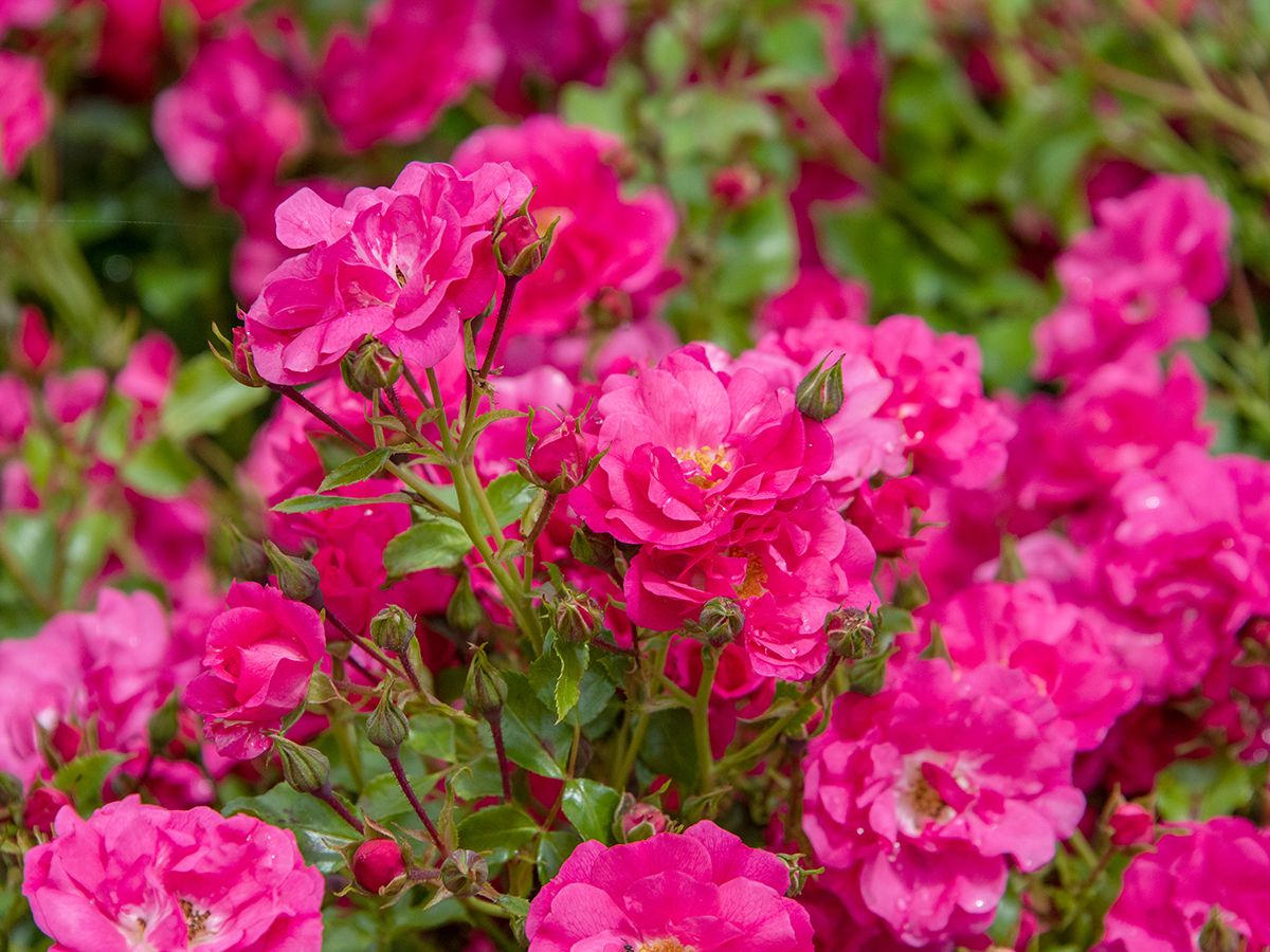 Robustes Rosen Dreierlei