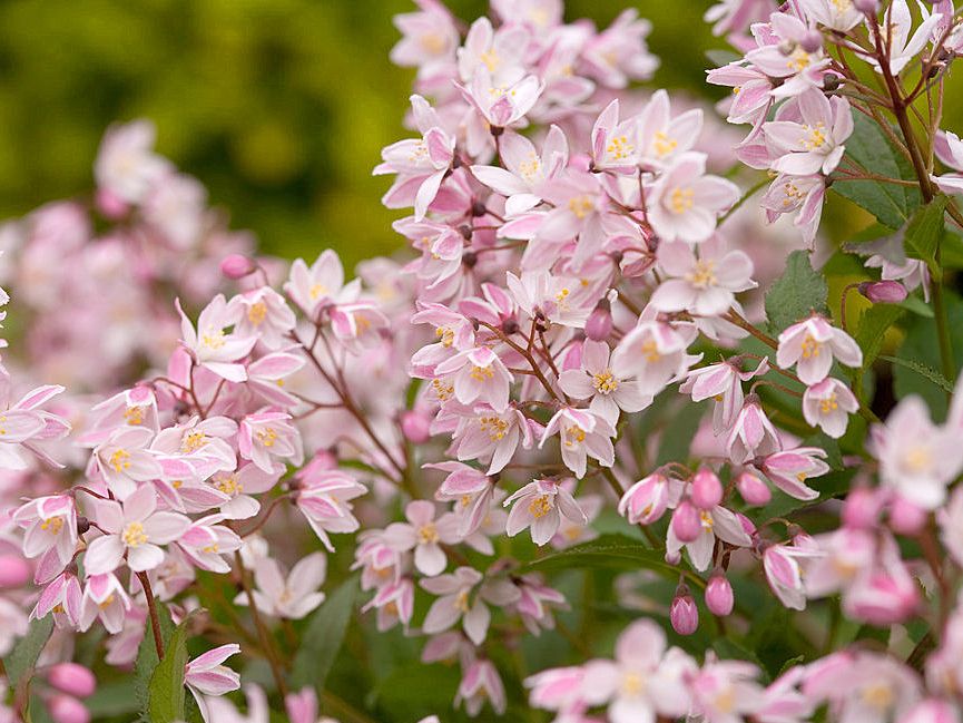 Zwergdeutzie Yuki Cherry Blossom® Zwergdeutzie Yuki Cherry Blossom®