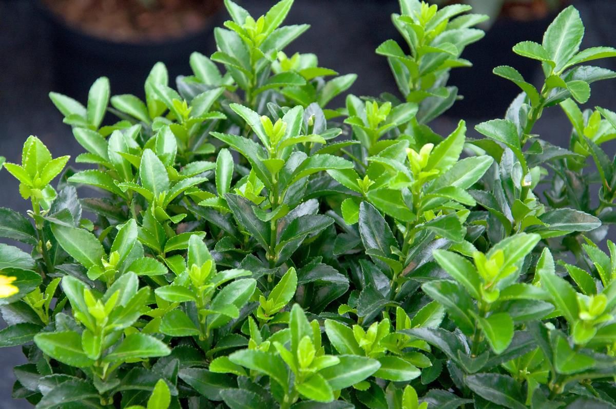 Japanischer Spindelstrauch Microphyllus