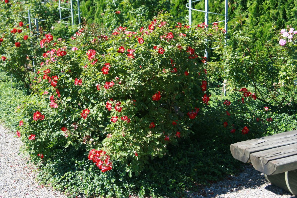 Eyepaint® Strauchrose (öfter blühend)