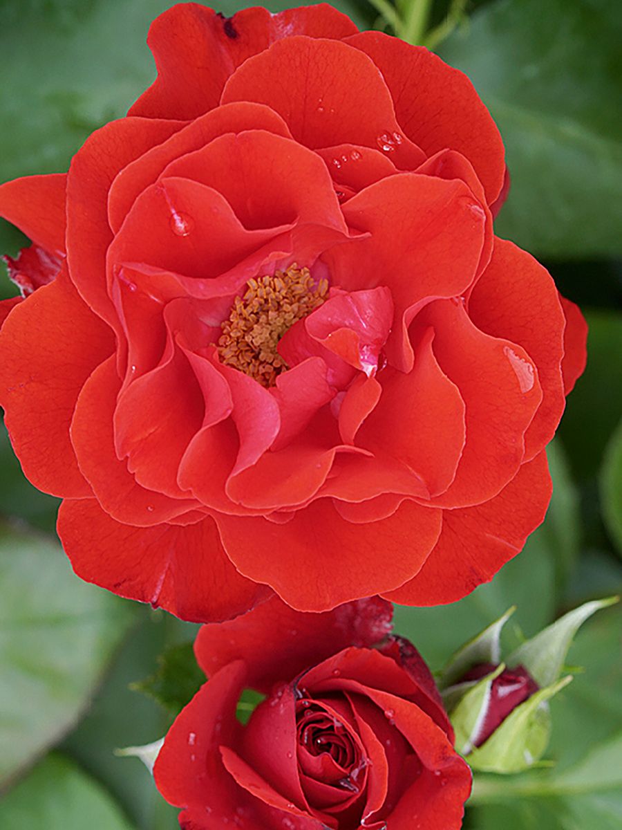 Montana® Beetrose (Floribundarose, leichter Duft) Montana® Beetrose (Floribundarose, leichter Duft)