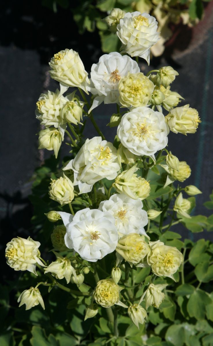 Gewöhnliche Akelei Winky White