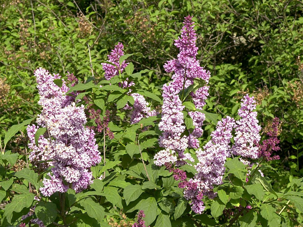 Kanadischer Flieder Redwine