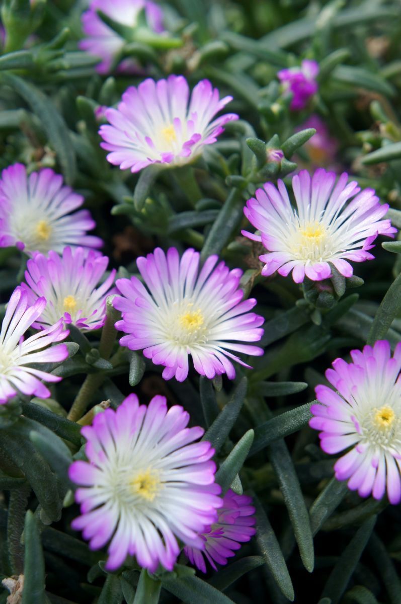 Mittagsblume Violett Wonder