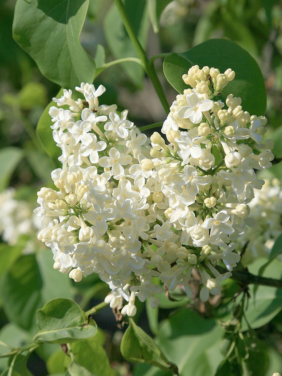 Bauernflieder Primrose