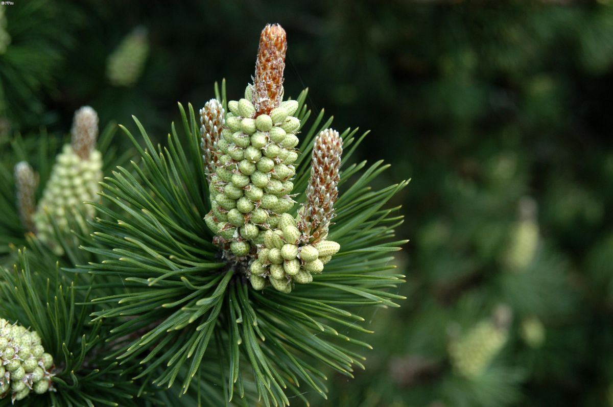 Hakenkiefer Hakenkiefer