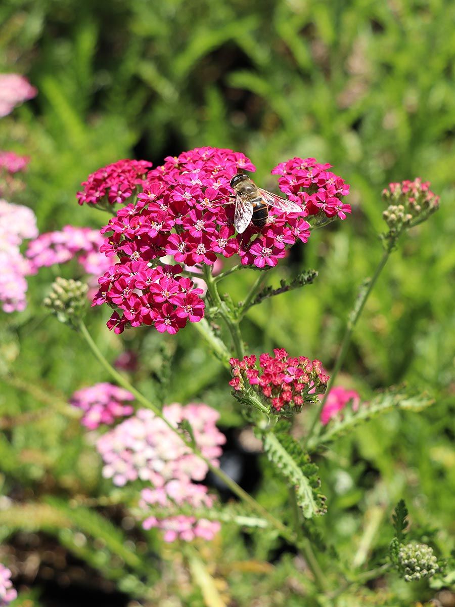 Schafgarbe Schafgarbe