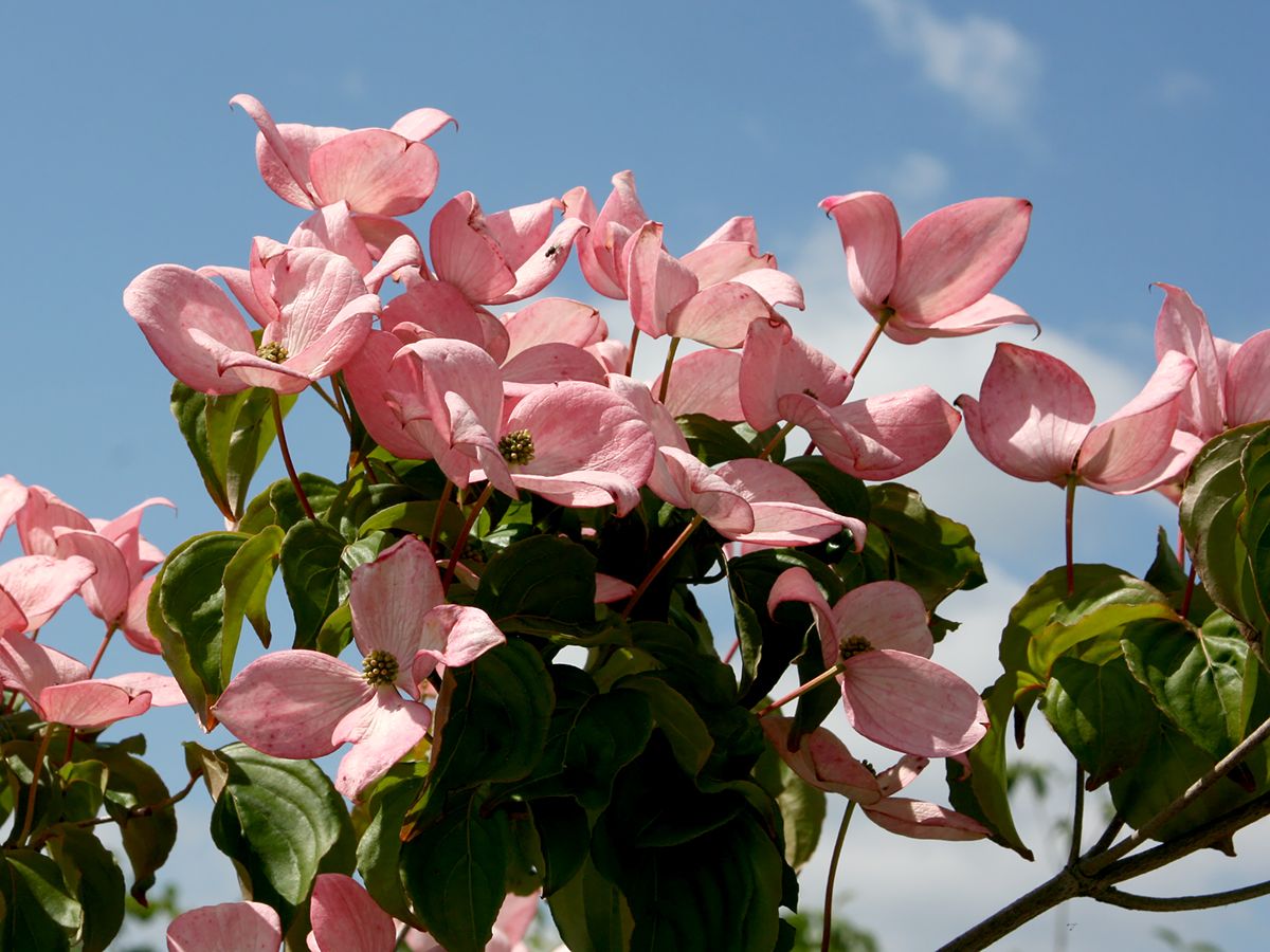 Japanischer Blumenhartriegel Satomi